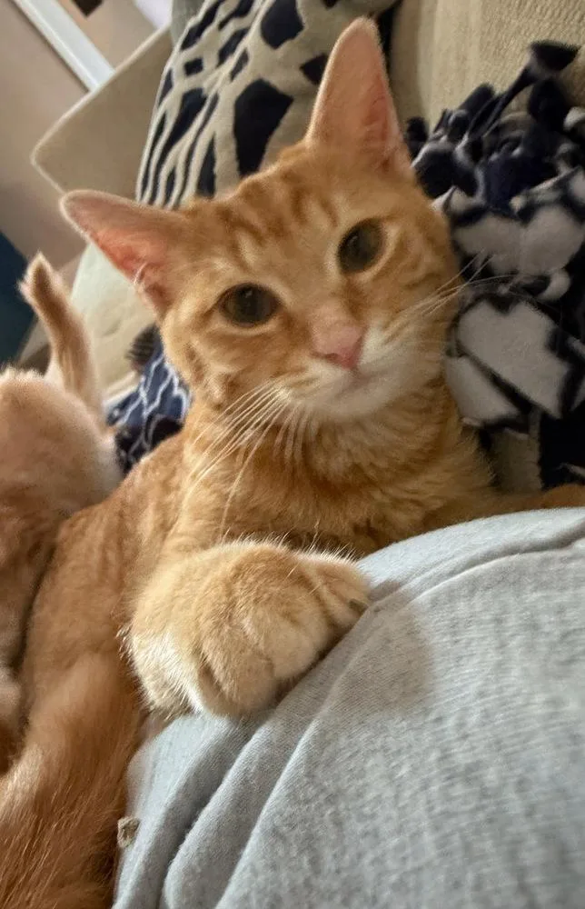A baby small-sized male Orange & White Domestic Short Hair cat named Crush for adoption in Omaha, NE