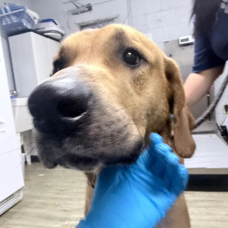 An adult large-sized male Yellow / Tan / Blond / Fawn Mixed Breed dog named Rusty for adoption in Summerville, SC
