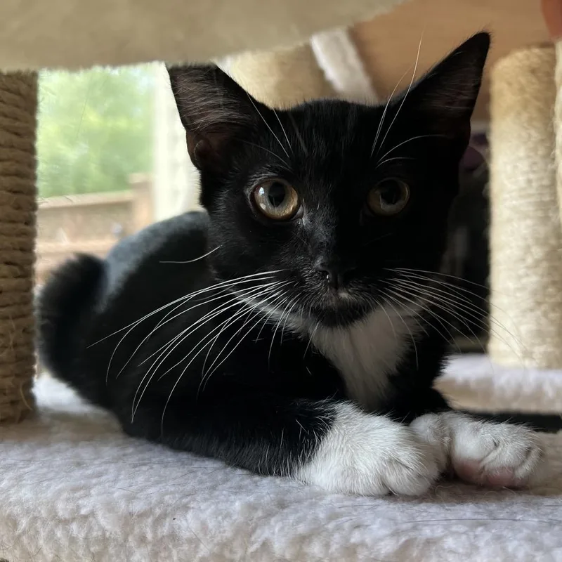 A baby small-sized male Black Domestic Short Hair cat named Oreo Ramishvili for adoption in Merrifield, VA