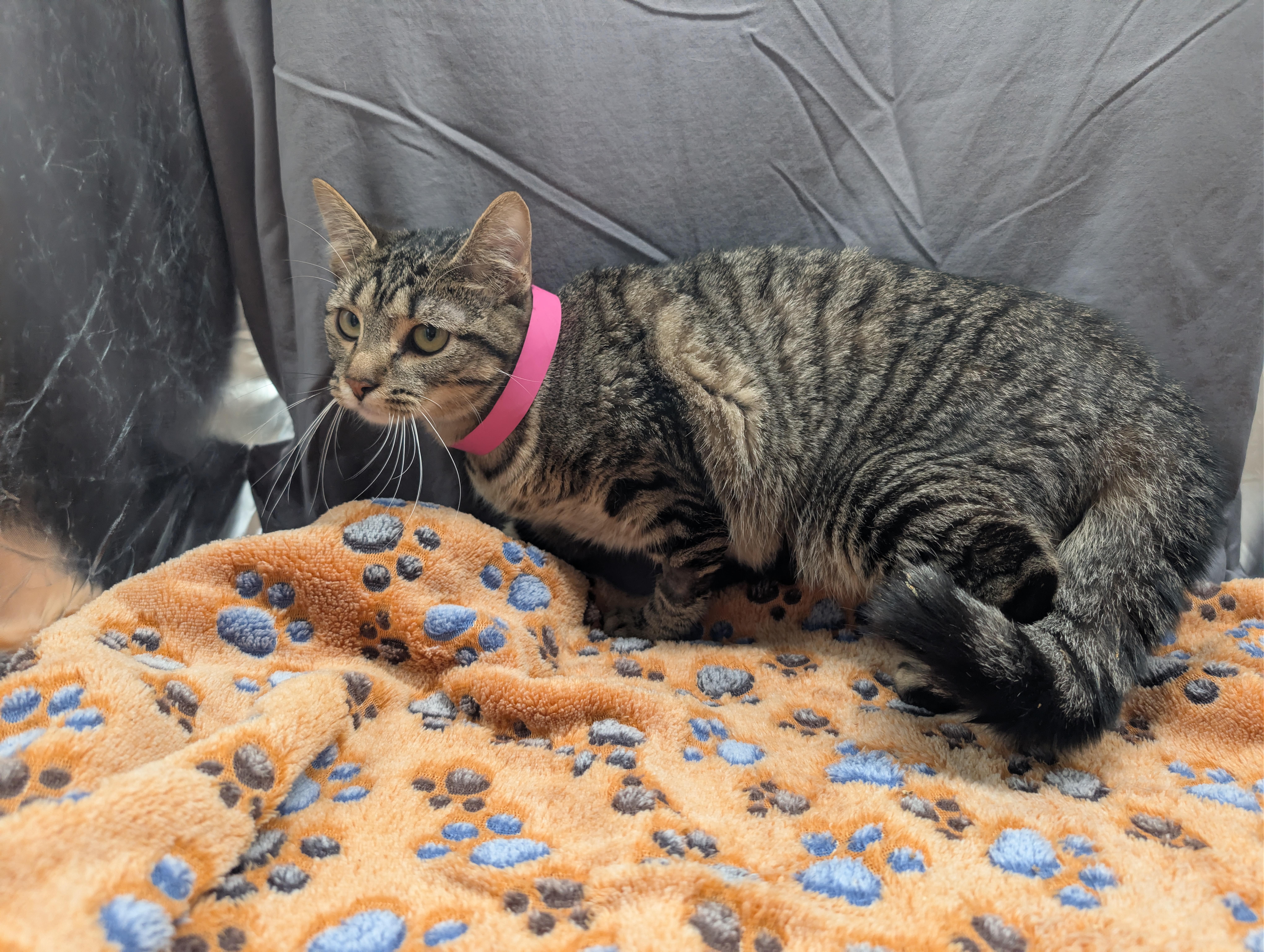 A young medium-sized female Domestic Short Hair cat named Lady Bug for adoption in Appling, GA