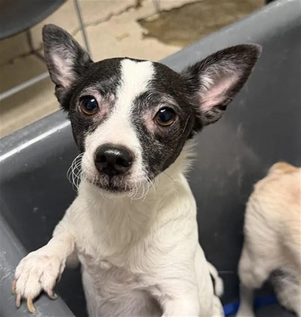 An adult small-sized male Chihuahua dog named Max for adoption in Bakersfield, CA