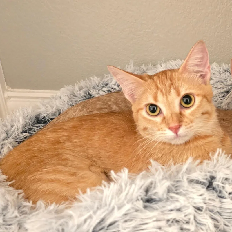 A baby medium-sized female Tabby cat named Blaze fuegogroup for adoption in Houston, TX