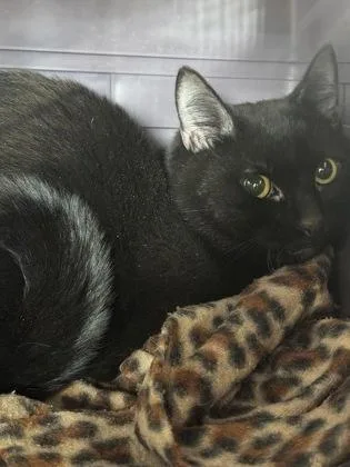 An adult medium-sized male Domestic Short Hair cat named Blair for adoption in West Chester, PA