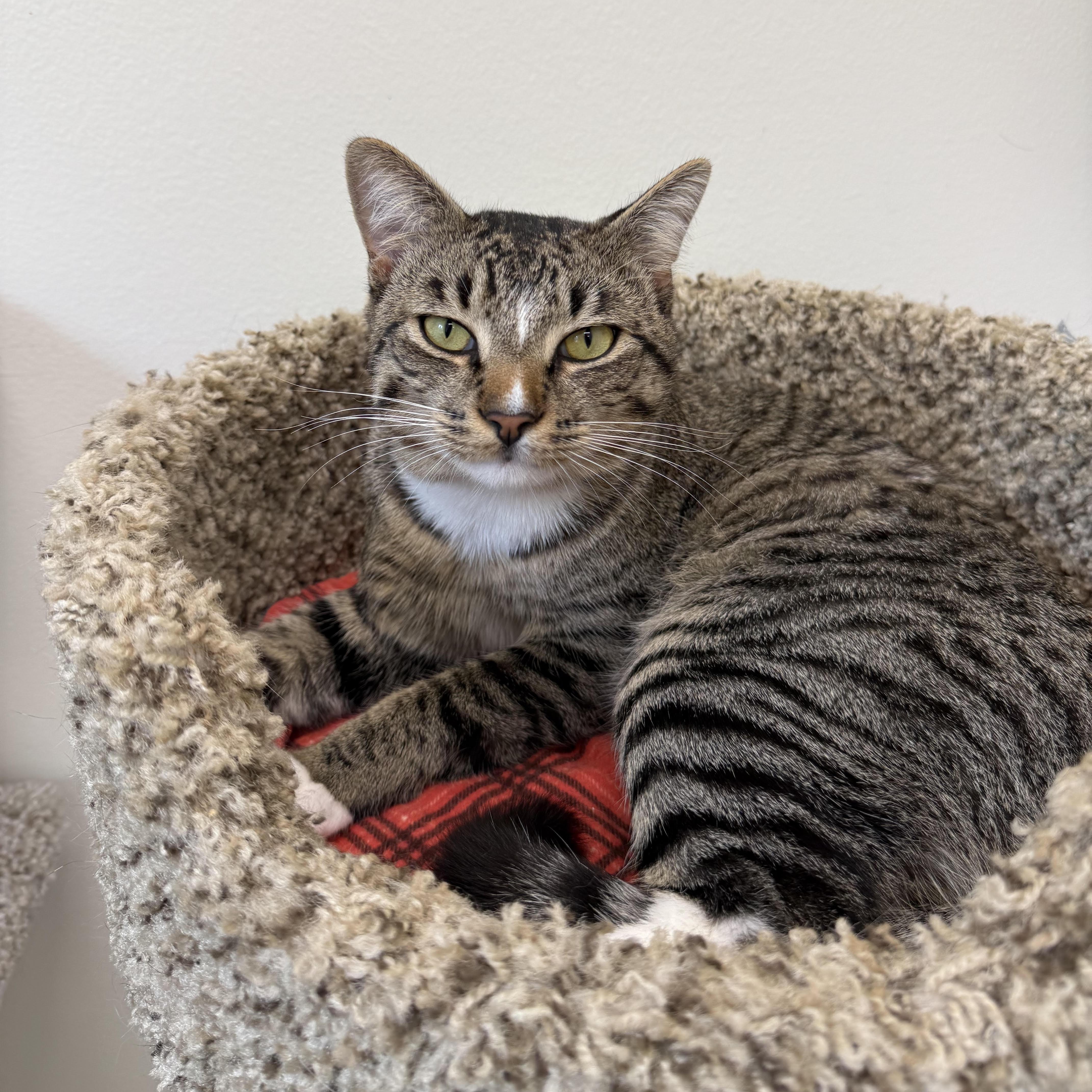 A young medium-sized male Tabby (Brown / Chocolate) Domestic Short Hair cat named Max for adoption in Cherryfield, ME