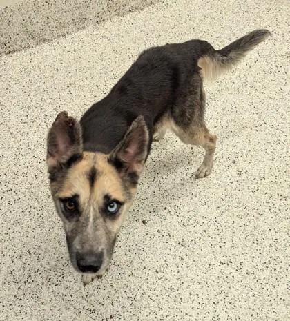An adult medium-sized female Shepherd dog named Thewella for adoption in Atlanta, GA