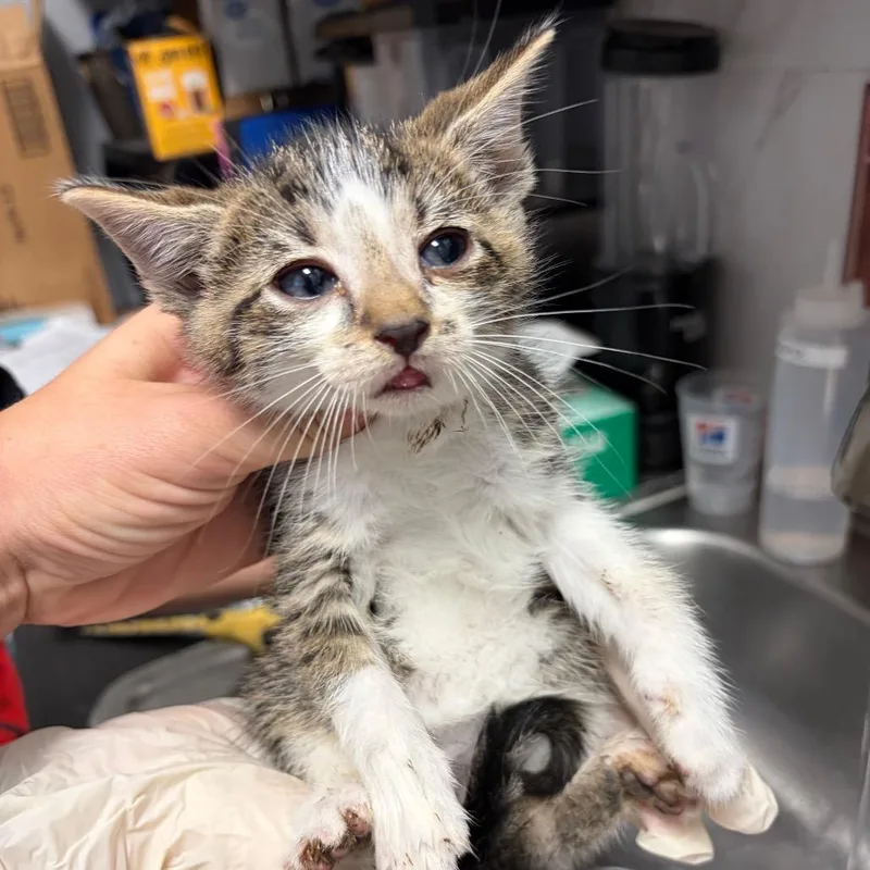 A baby small-sized male Brown / Chocolate Domestic Short Hair cat named Mandela for adoption in Webster, TX