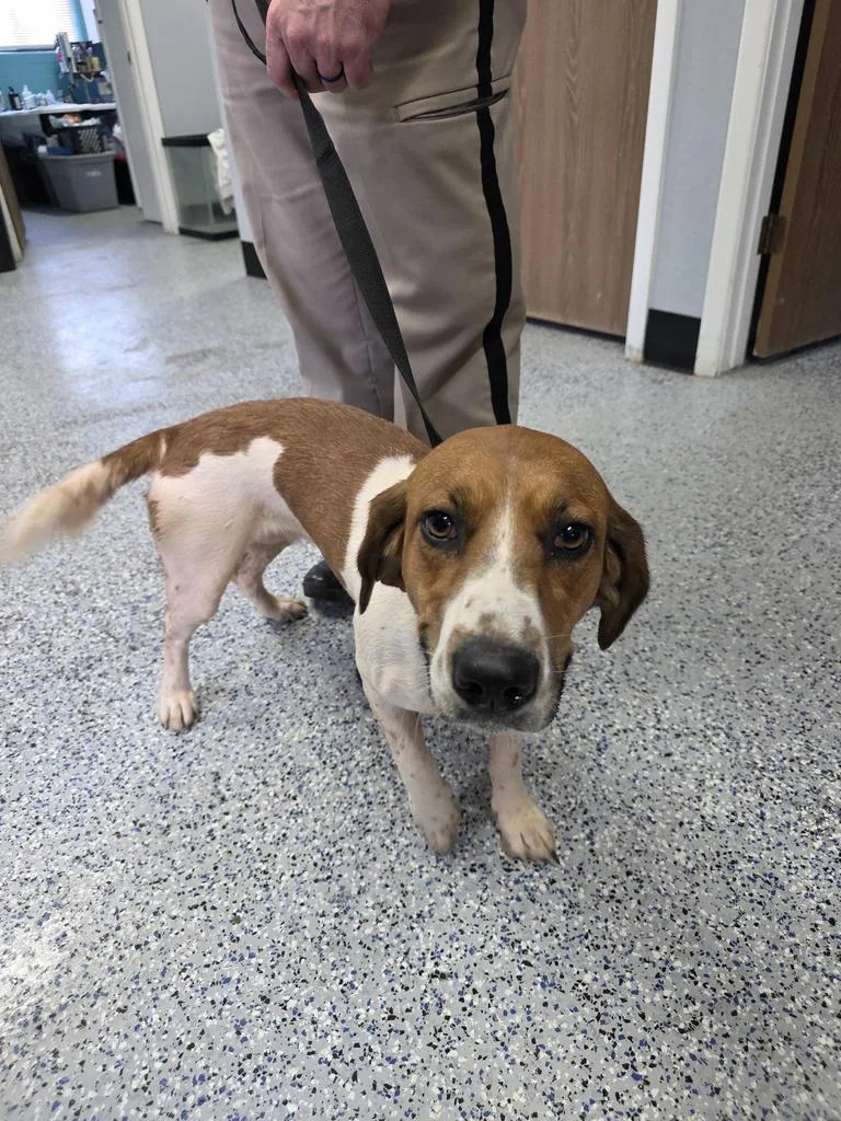 A baby medium-sized female Basset Hound dog named Sassy for adoption in Holbrook, AZ