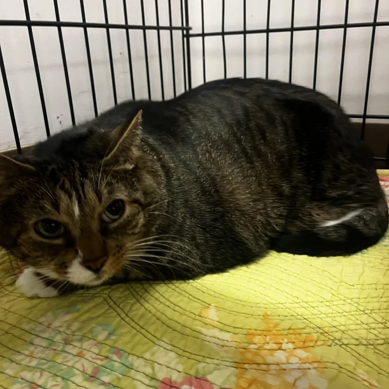 An adult large-sized male Buff / Tan / Fawn Tabby cat named Pork Chop for adoption in Grosse Ile, MI