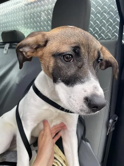 A young medium-sized female Black Mouth Cur dog named Jenny for adoption in Casper, WY