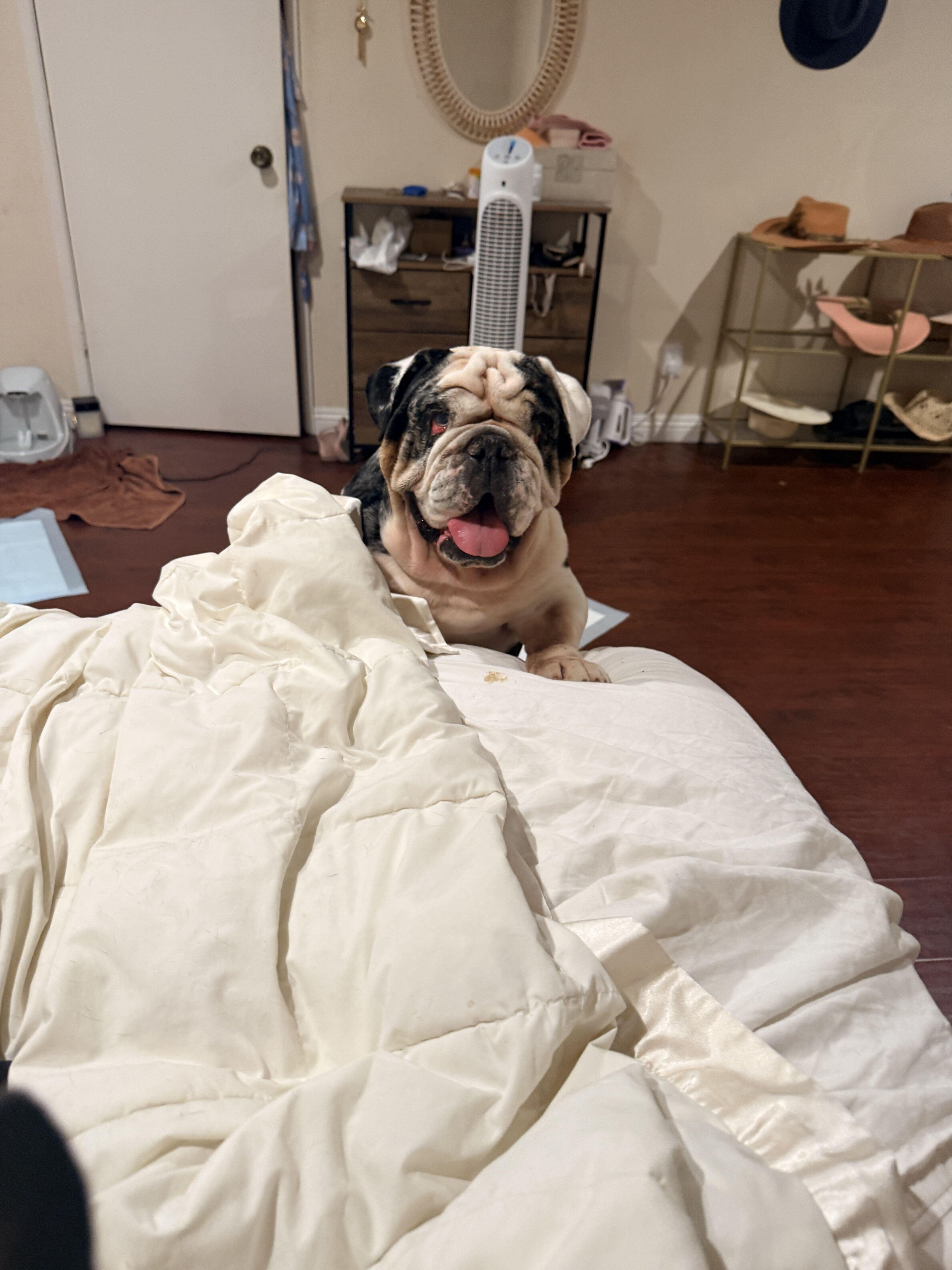 An adult medium-sized male White / Cream English Bulldog dog named Buzz for adoption in San Rafael, CA