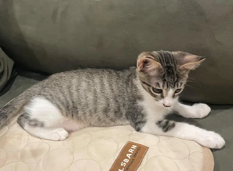 A baby medium-sized male Domestic Short Hair cat named Comet A for adoption in Plano, TX