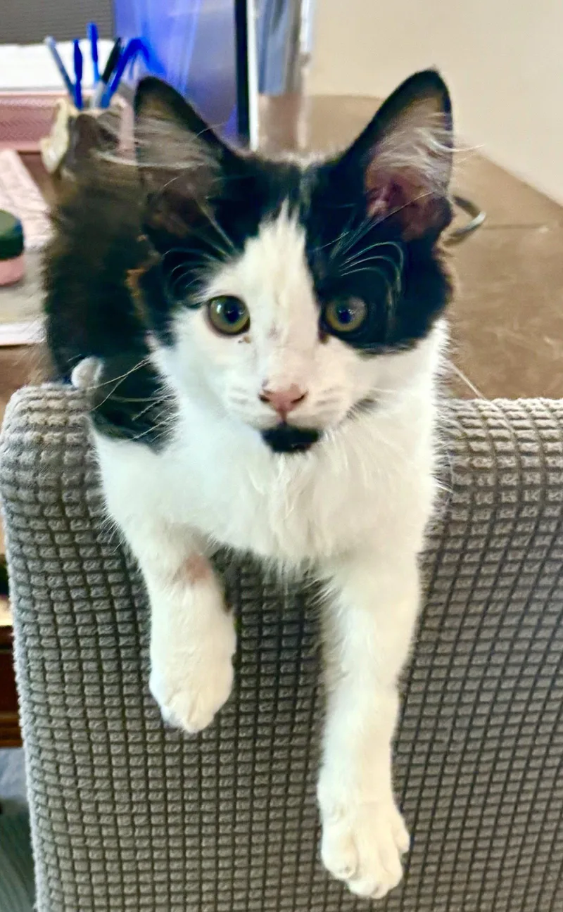 A young medium-sized male Black & White / Tuxedo Domestic Medium Hair cat named Enoch for adoption in Chandler, AZ