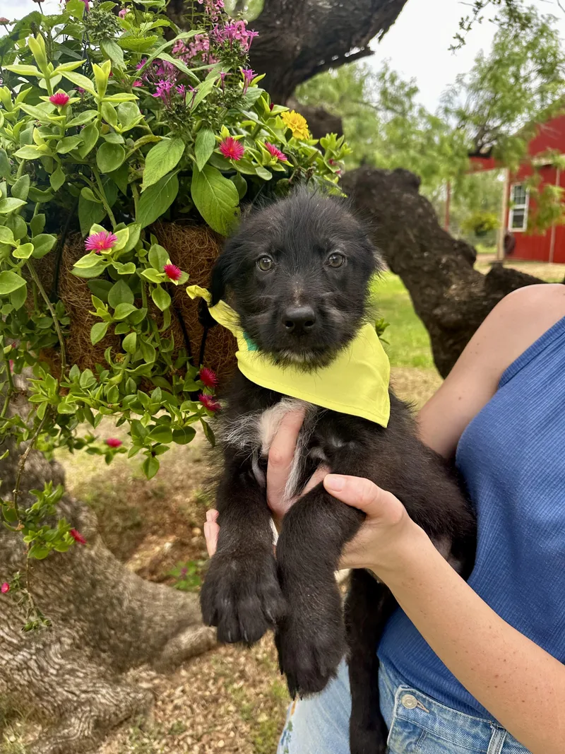 A young medium-sized female Black Schnauzer dog named Briar for adoption in Seguin, TX