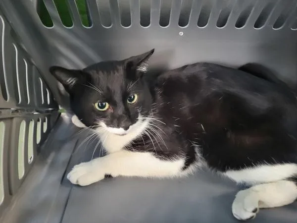 A young small-sized male Domestic Short Hair cat named Pen  Mouse for adoption in Lawrenceville, GA