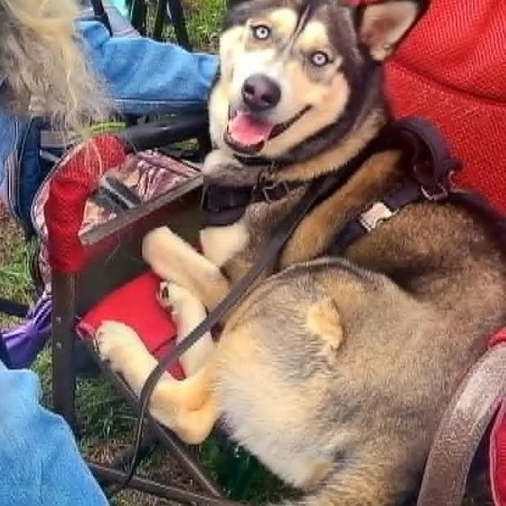An adult medium-sized male Gray / Blue / Silver Husky dog named Leo for adoption in San Antonio, TX