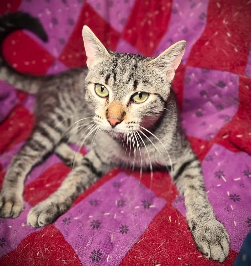 A baby small-sized male Tabby (Gray / Blue / Silver) Domestic Short Hair cat named Jeff for adoption in Mankato, MN