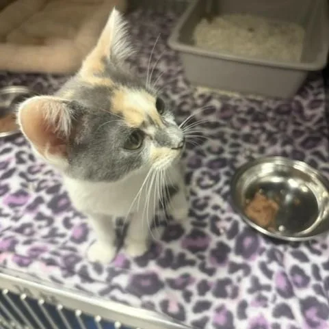 A baby medium-sized female Dilute Calico Domestic Short Hair cat named Mimi for adoption in Allen, TX