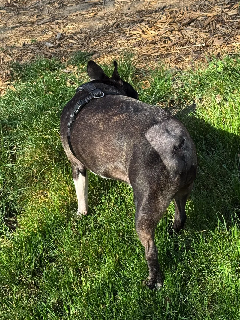 Lucifer In Ks thumbnail 2