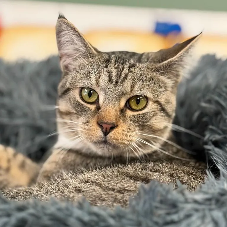 A young small-sized male Gray / Blue / Silver Domestic Short Hair cat named Kevin for adoption in Kennett Square, PA
