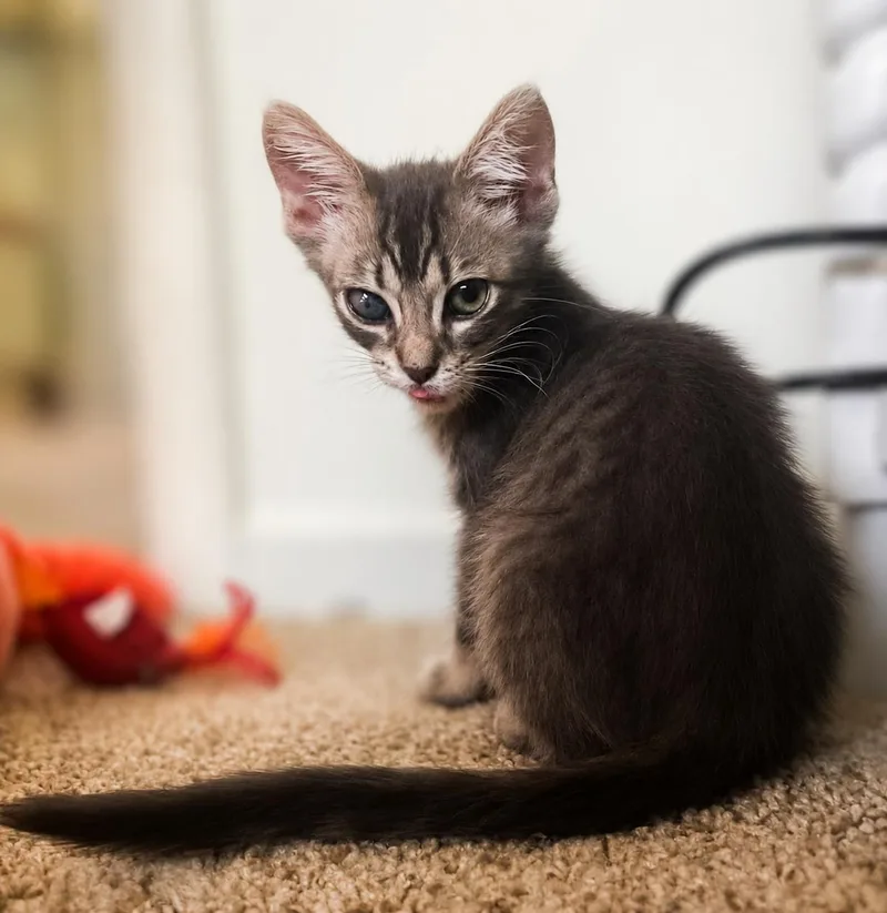 A baby medium-sized female Gray / Blue / Silver Domestic Short Hair cat named Rosheen "Little Rose" for adoption in Fresno, CA