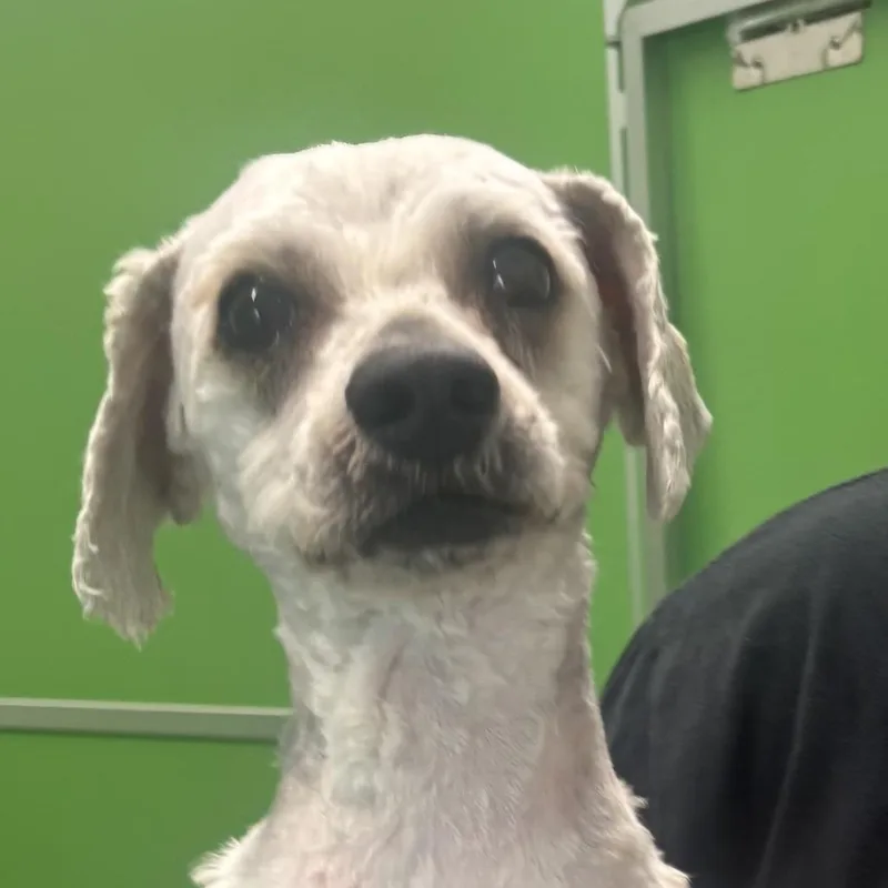 An adult small-sized male Gray / Blue / Silver Miniature Poodle dog named Wilbur for adoption in Calverton, NY