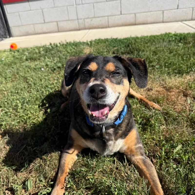 A senior medium-sized male Black Hound dog named Finnegan for adoption in Branford, CT