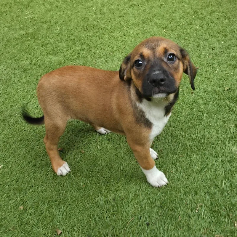 A baby medium-sized female Brown / Chocolate Retriever dog named Rosemary Mw for adoption in Austin, TX