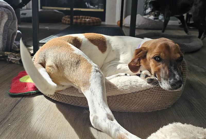 A baby medium-sized female Terrier dog named Dos for adoption in Aurora, IL