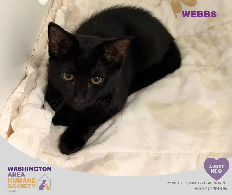 A baby small-sized female Black Domestic Short Hair cat named Webbs for adoption in Eighty Four, PA