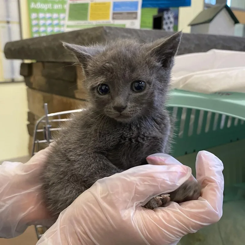 A baby small-sized female Gray / Blue / Silver Domestic Short Hair cat named Jamie for adoption in Lynchburg, VA