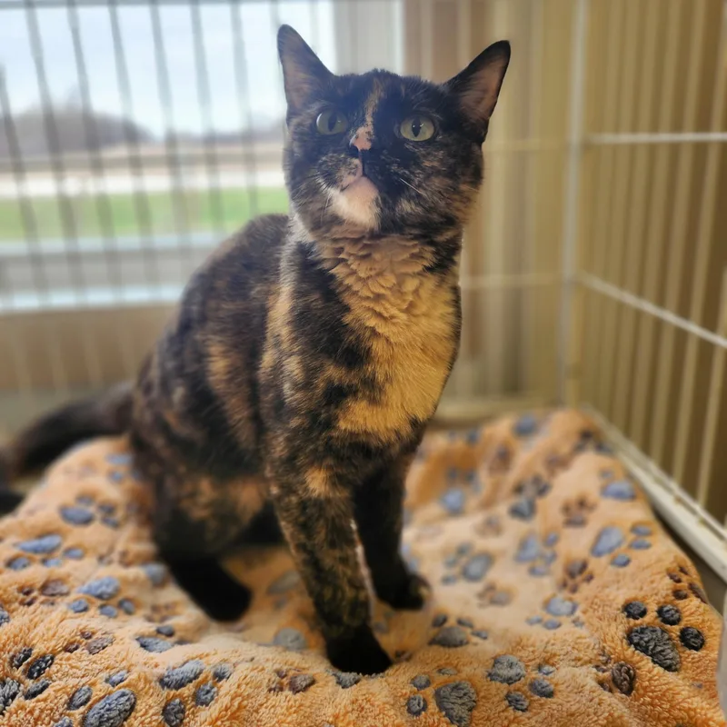 An adult medium-sized female Tortoiseshell cat named Cassie for adoption in Waupun, WI