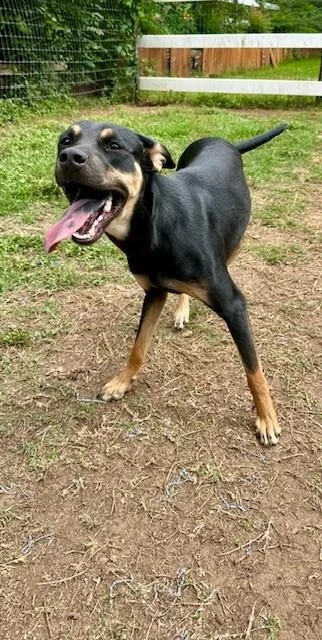 A baby medium-sized female Black Labrador Retriever dog named Bettye for adoption in Joshua, TX