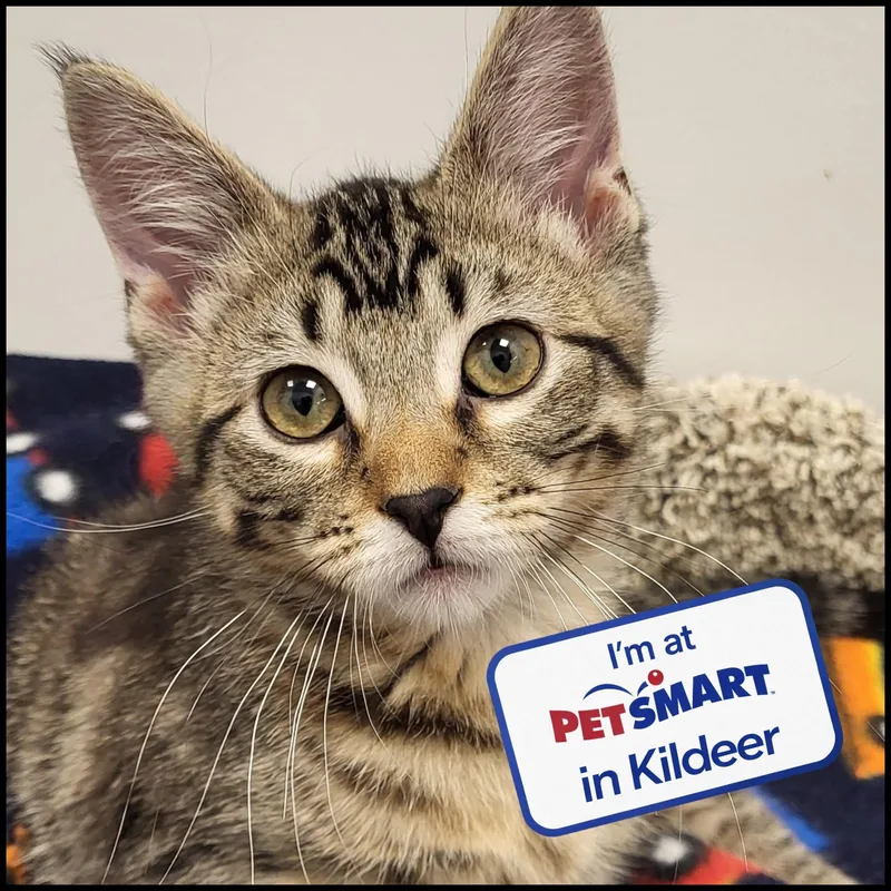 A baby medium-sized male Tabby (Buff / Tan / Fawn) Domestic Short Hair cat named Flat for adoption in Grayslake, IL
