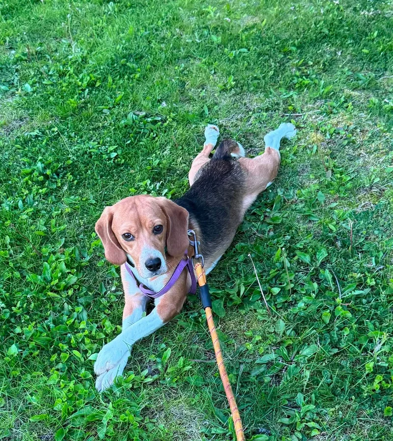 A young small-sized male Tricolor (Brown, Black, & White) Beagle dog named Newman for adoption in Union Grove, WI