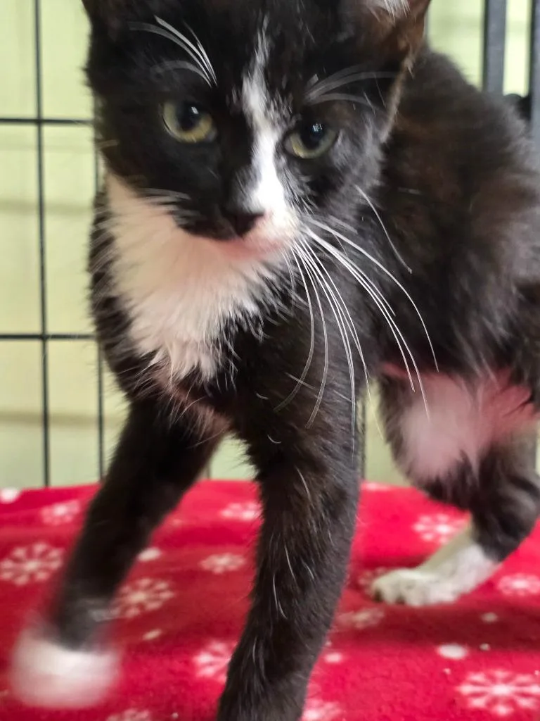 Johnny Inkslinger