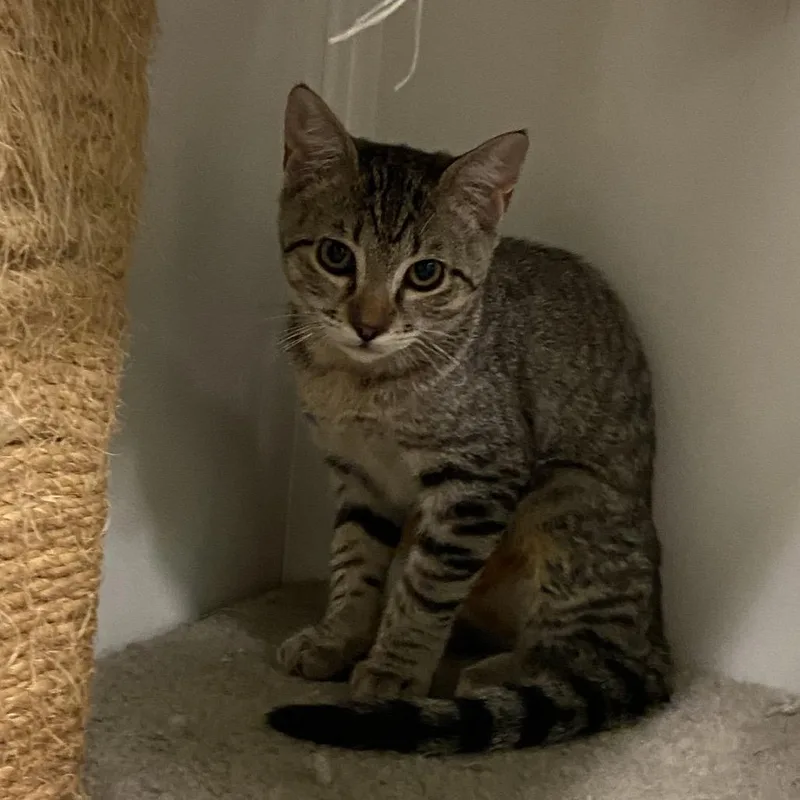 A baby small-sized female Gray / Blue / Silver Domestic Short Hair cat named Shoe for adoption in Monroe, LA