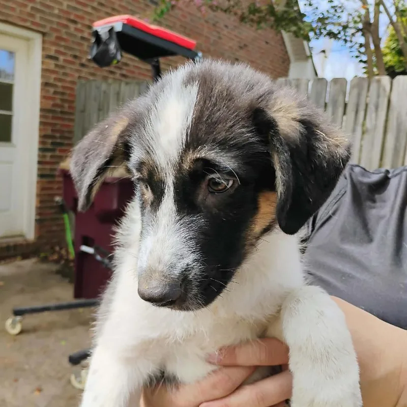 A baby small-sized male Black Australian Shepherd dog named Emilio for adoption in Huntsville, AL