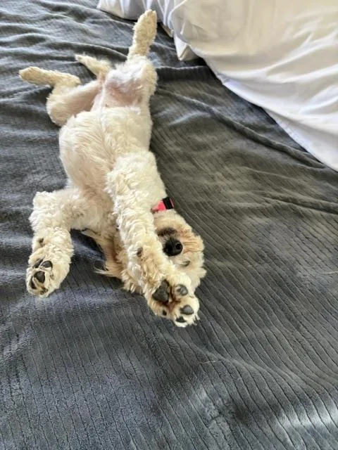 A young small-sized female Schnoodle dog named Bella for adoption in West Valley, UT