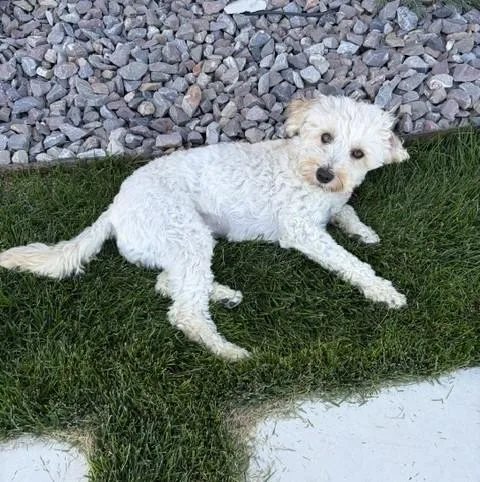 Bella thumbnail 3