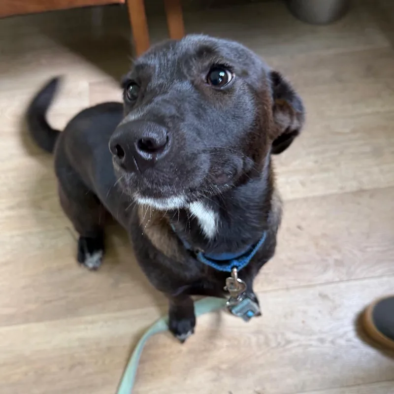 A young medium-sized female Black Mixed Breed dog named Winnie for adoption in Williston, FL