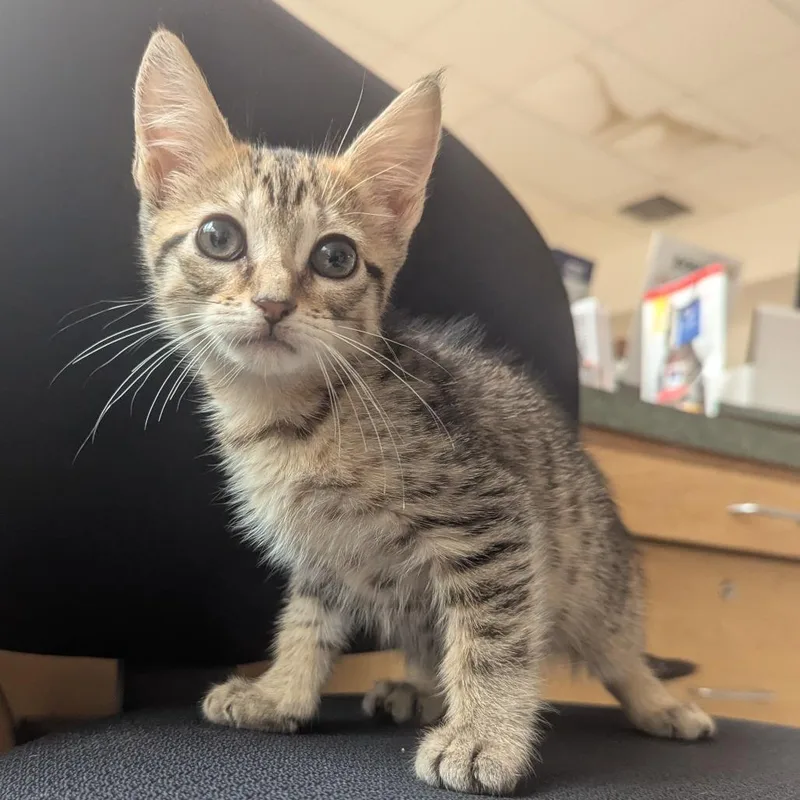 A baby small-sized female Torbie Domestic Short Hair cat named Sonata for adoption in Evansville, IN