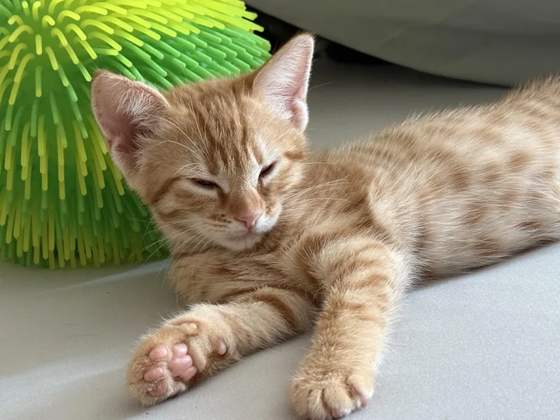 A baby large-sized male Orange & White Tabby cat named Hook for adoption in Tracy, CA