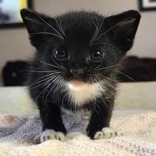 A baby small-sized male Black Domestic Short Hair cat named Provolone for adoption in West Palm Beach, FL