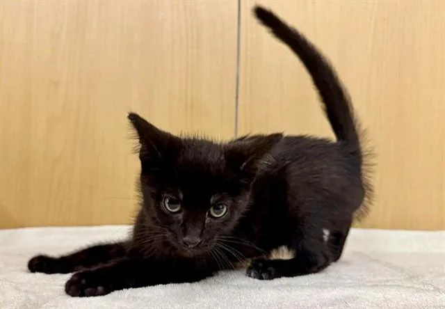 A baby small-sized female Domestic Short Hair cat named Jenny for adoption in Saint Louis, MO