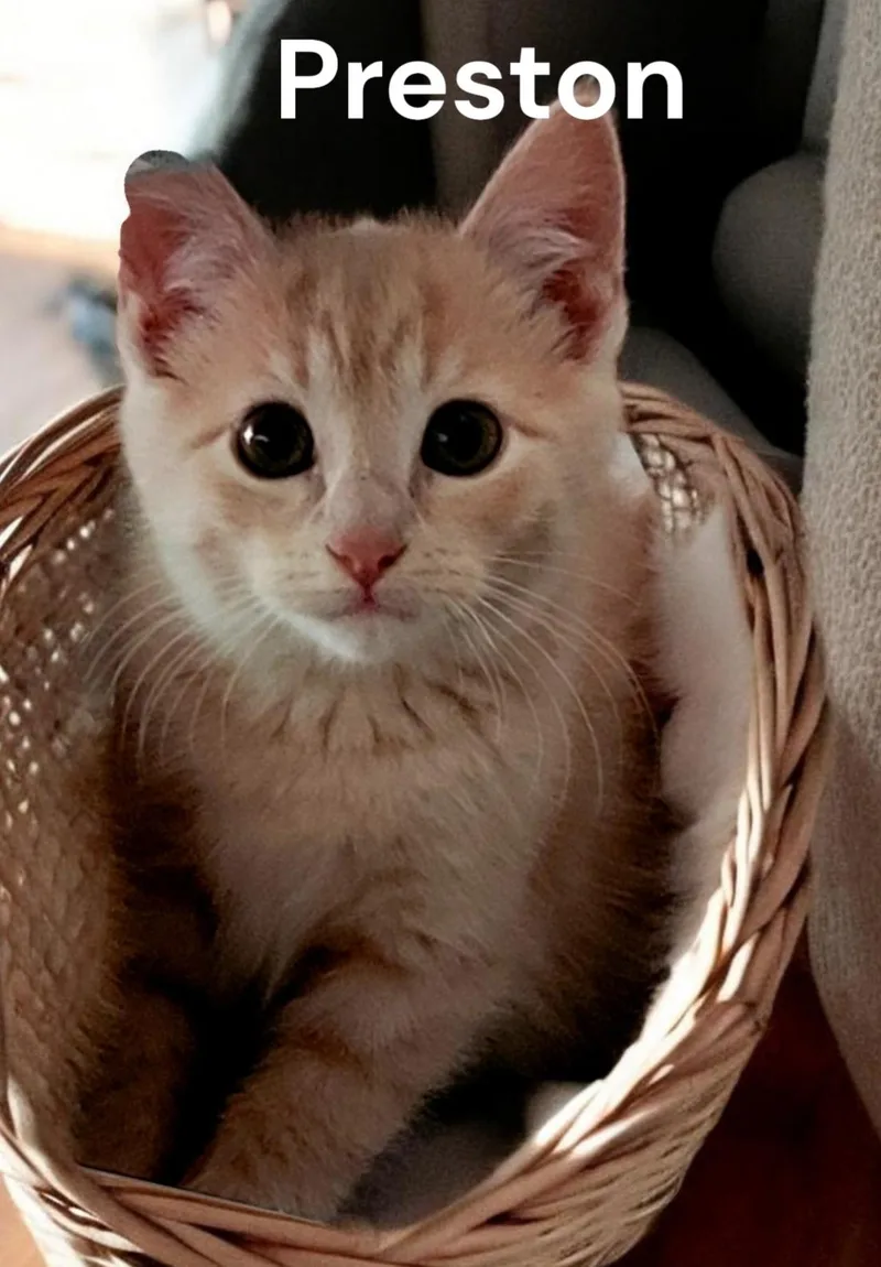 A baby medium-sized male Tabby cat named Preston for adoption in Weems, VA