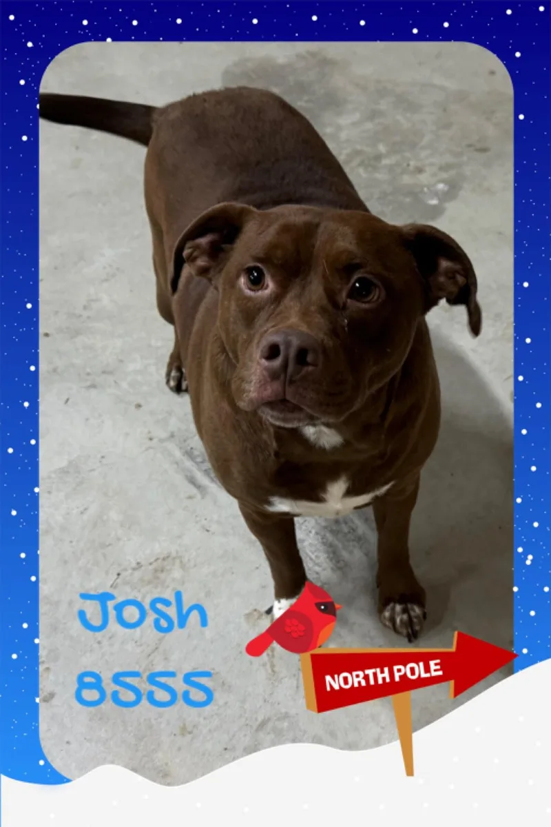 Josh