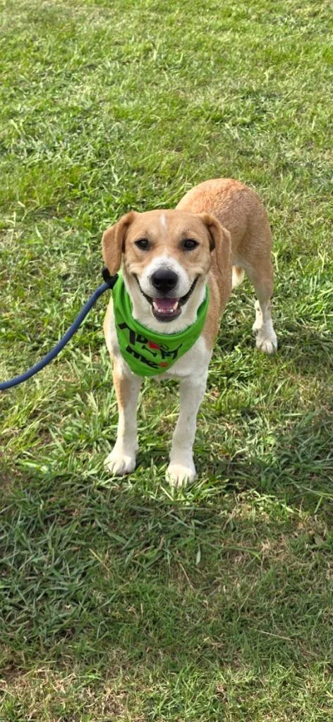 An adult medium-sized female Labrador Retriever dog named Missy Lou for adoption in Camden, TN
