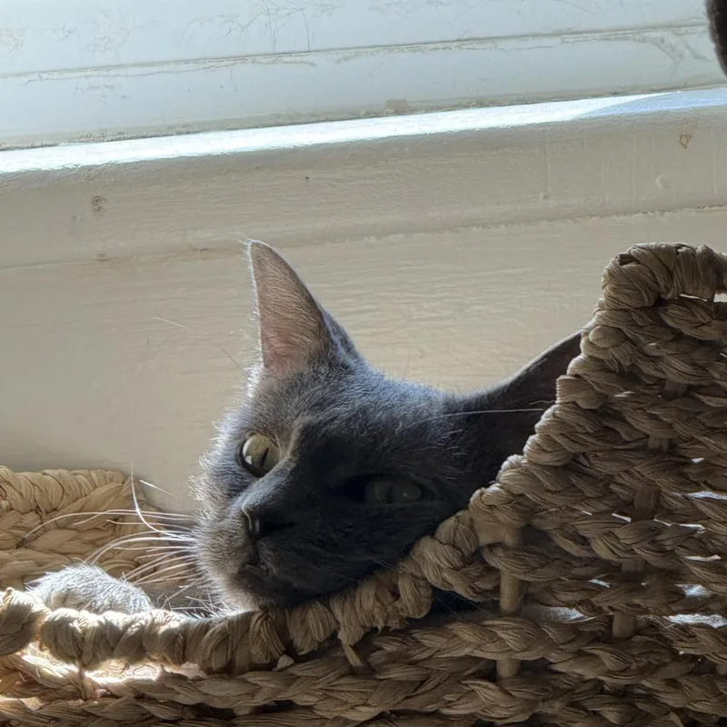 An adult medium-sized female Gray / Blue / Silver Domestic Short Hair cat named Yzma for adoption in St. Paul, MN