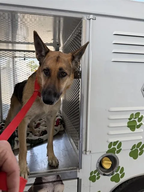 An adult large-sized female Black German Shepherd Dog dog named Daisy Urgent And for adoption in Thousand Oaks, CA