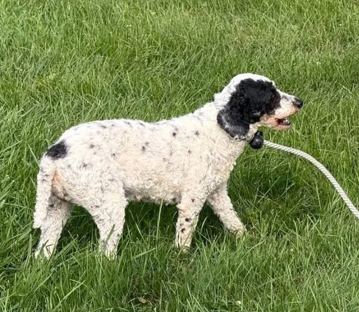 A young small-sized female Miniature Poodle dog named Madame Dottie for adoption in Hamburg, NY